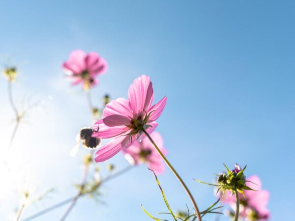 Humle på blomst i en blomstereng