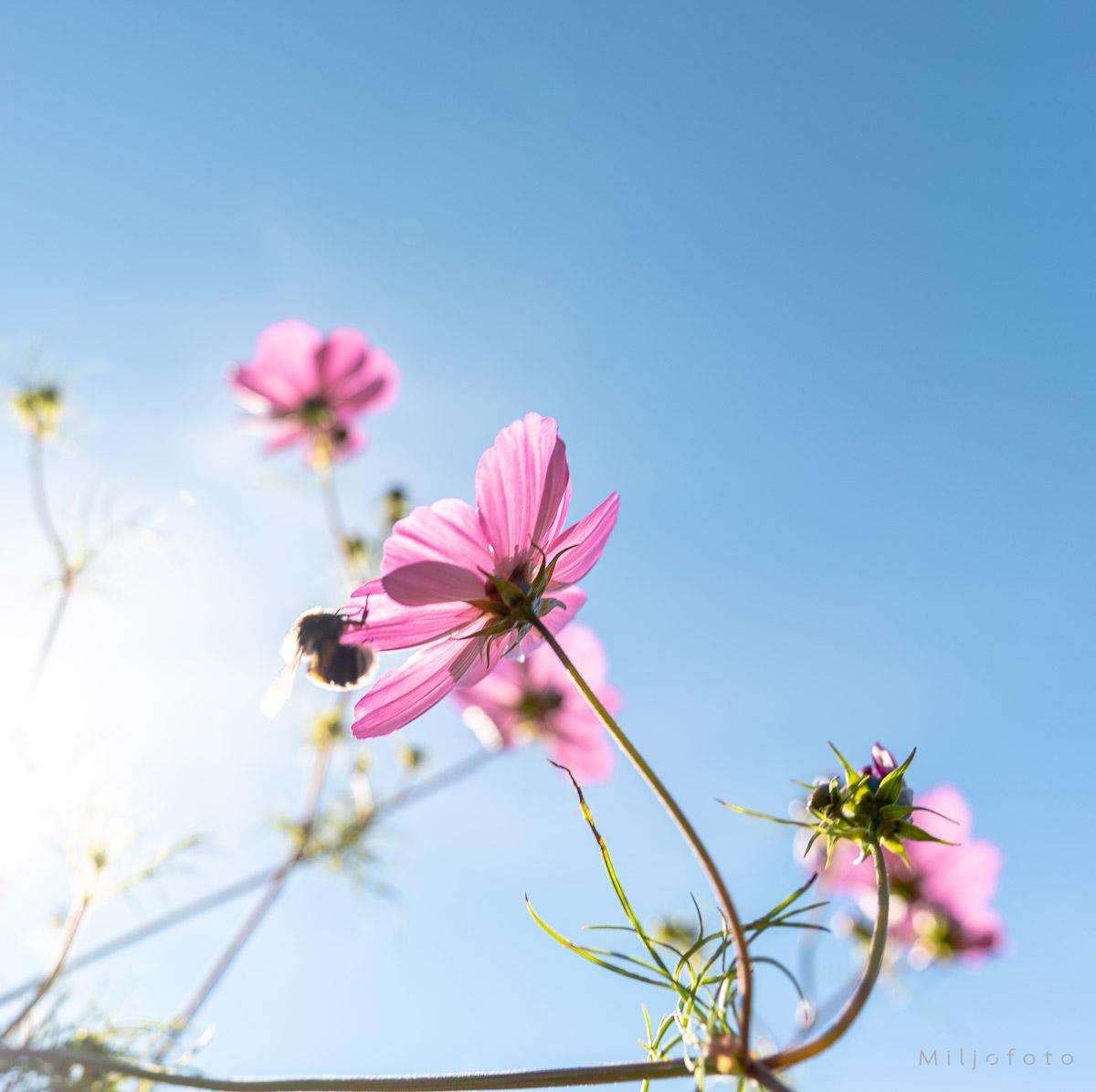 Humle-sus Humle på blomst i en blomstereng