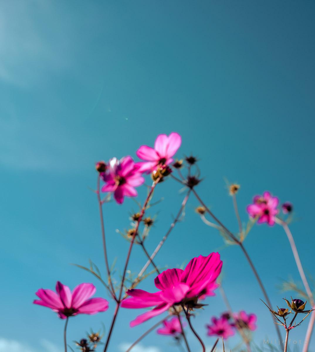 Frisk rosa Frisk rosa