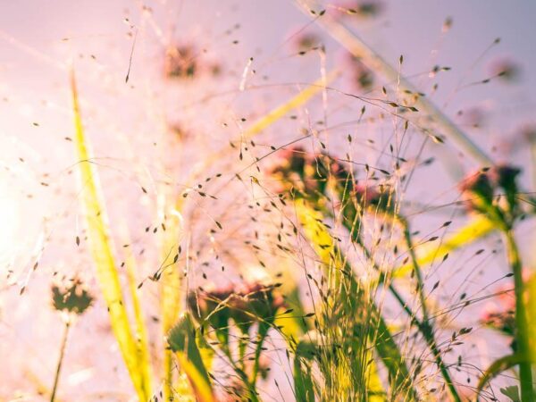 Gress og strå som står i solen i en blomstereng, nydelig bilde med sommer stemning.
