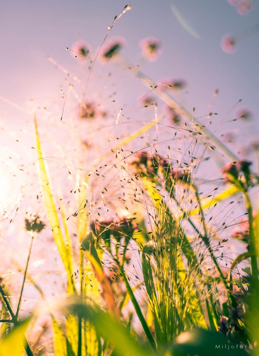 Gress og strå Gress og strå som står i solen i en blomstereng, nydelig bilde med sommer stemning.