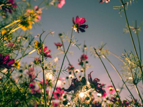 Blomster mot mørk himmel