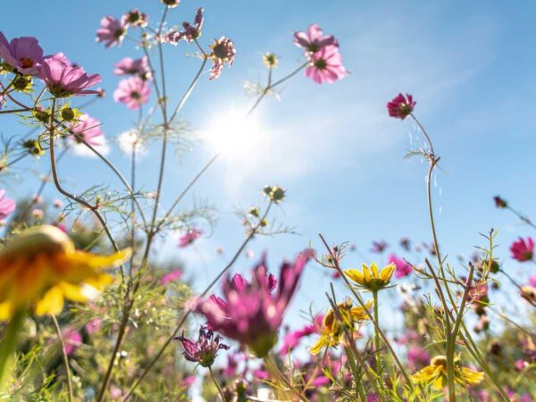 Sommer og sol i en nydelig blomstereng med masse nydelige farger.