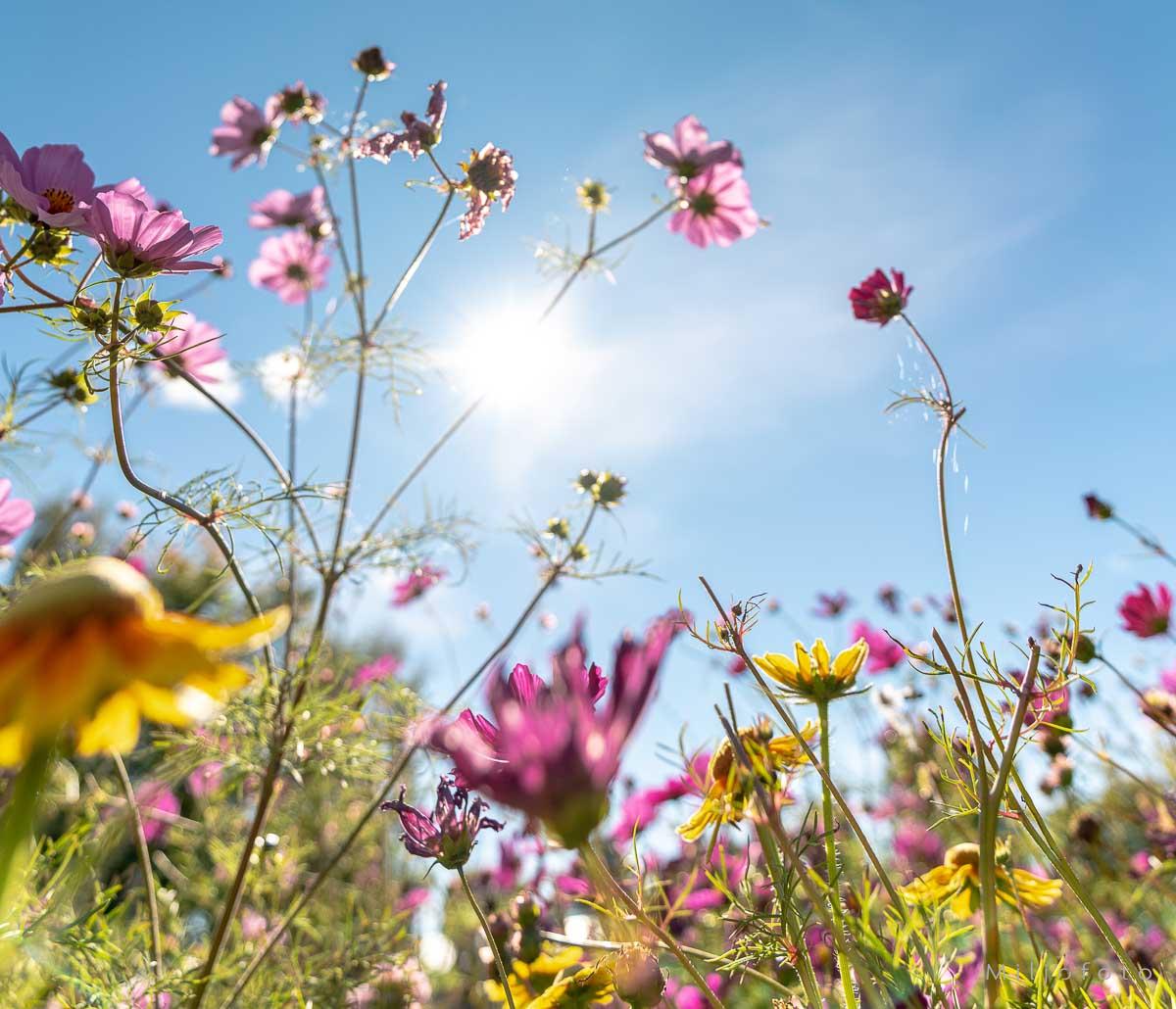 Sommer og sol Sommer og sol i en nydelig blomstereng med masse nydelige farger.