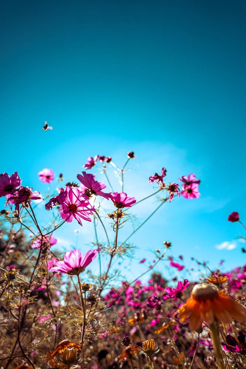 Blomster og humle