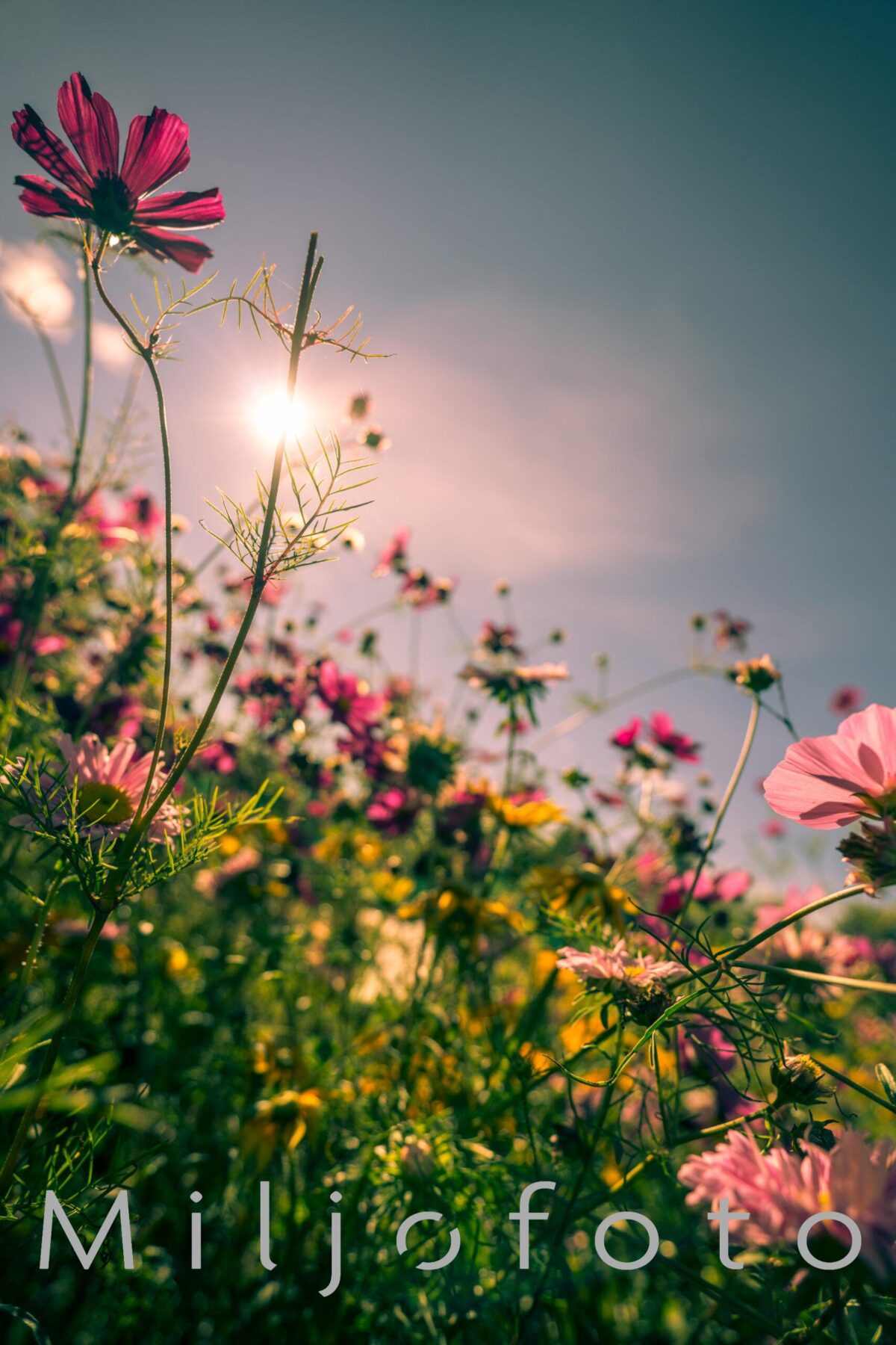 sol over eng sol over eng