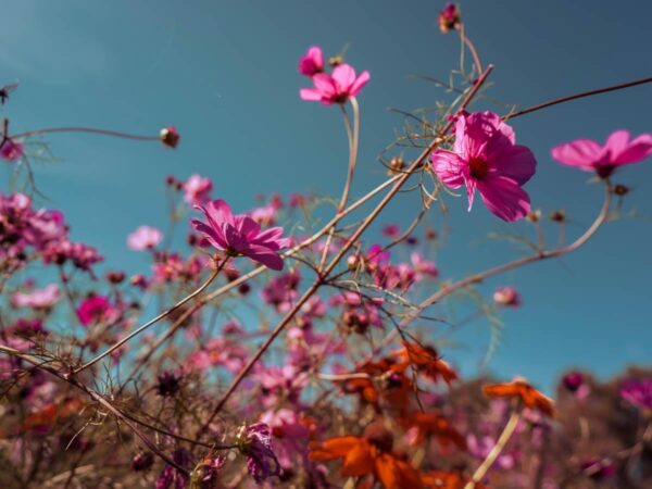 Blomstring sensommer