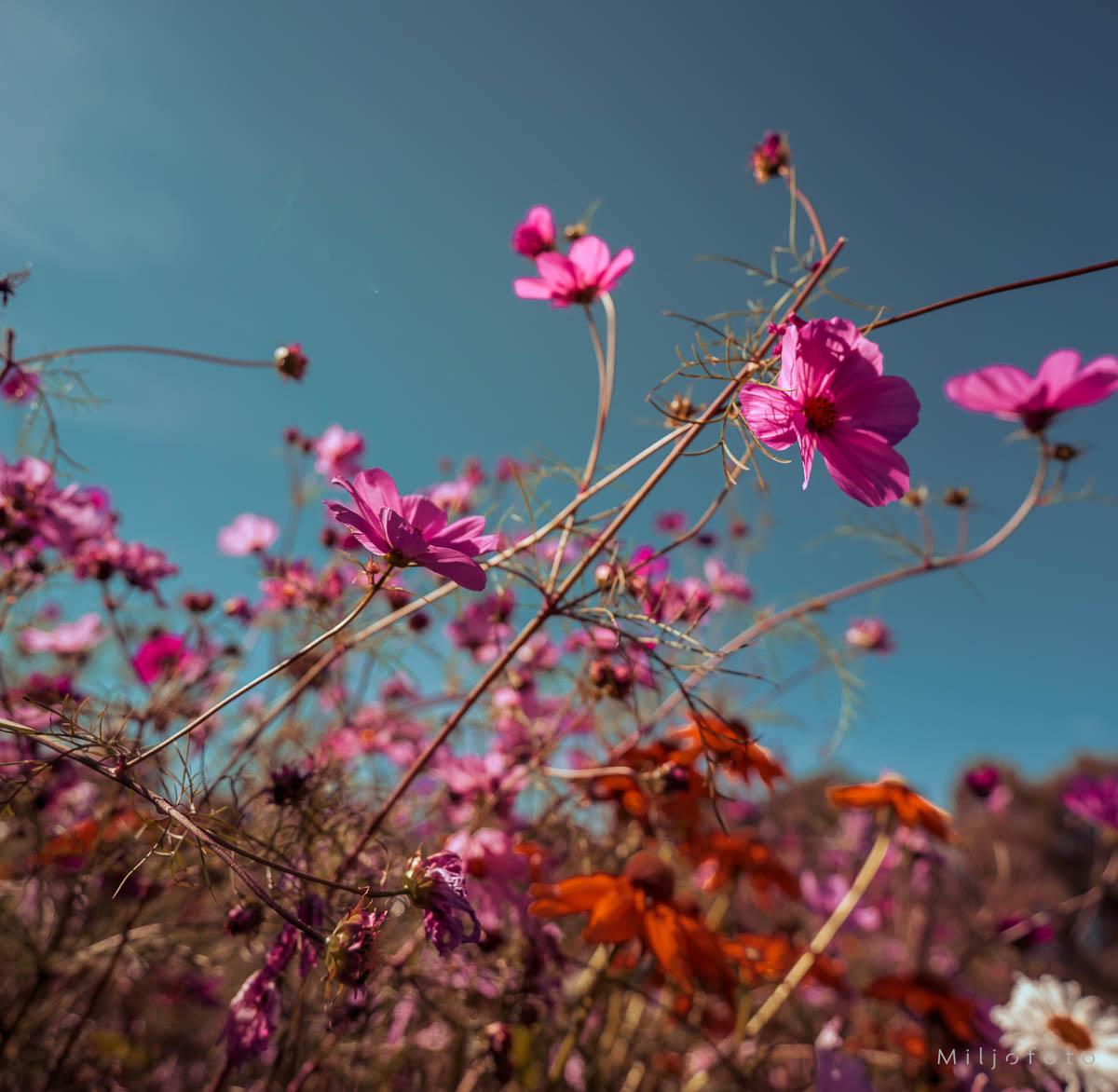 Blomstring sensommer