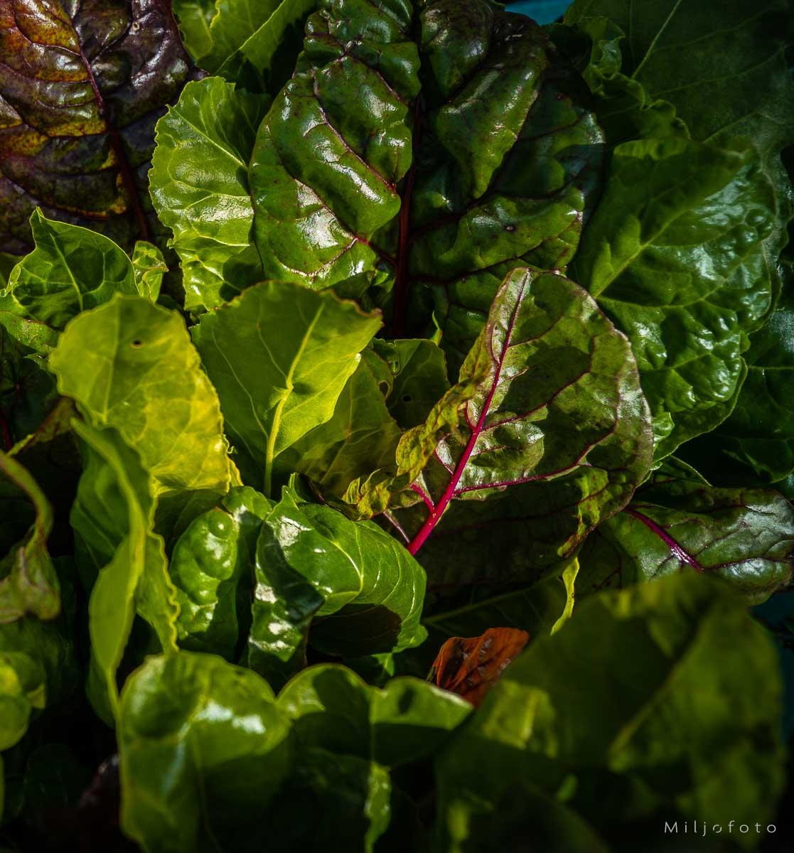 Grønn salat
