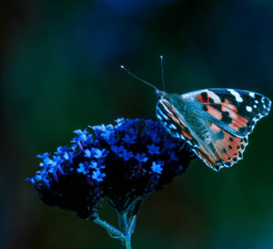 Sommerfugl i mørket