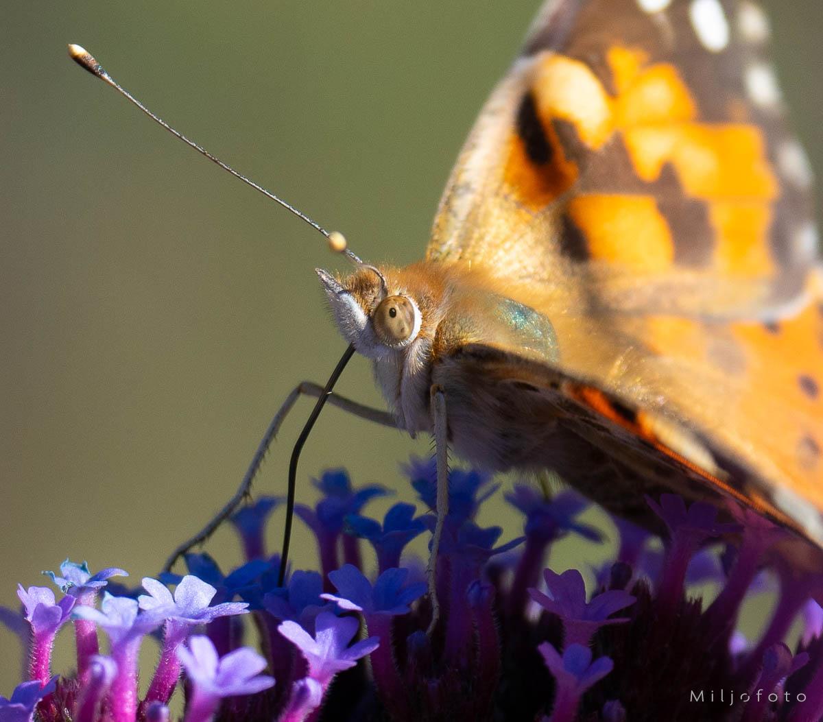 Admiral nærbilde Admiral nærbilde