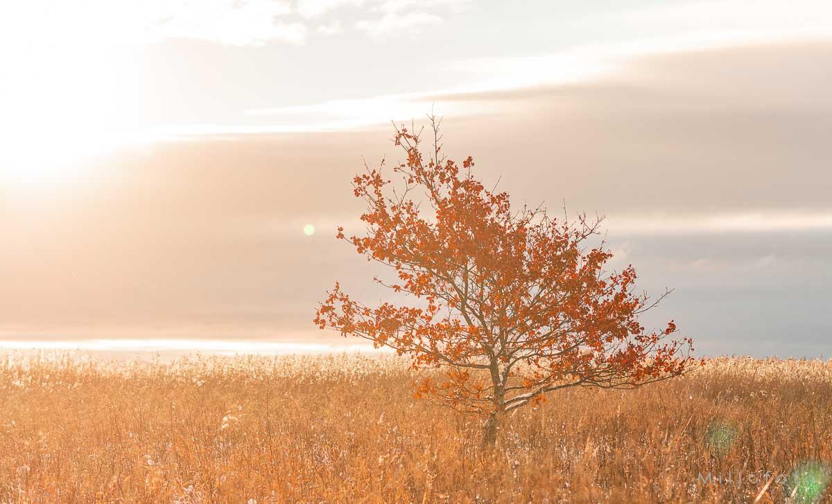 Et høst tre Et høst tre