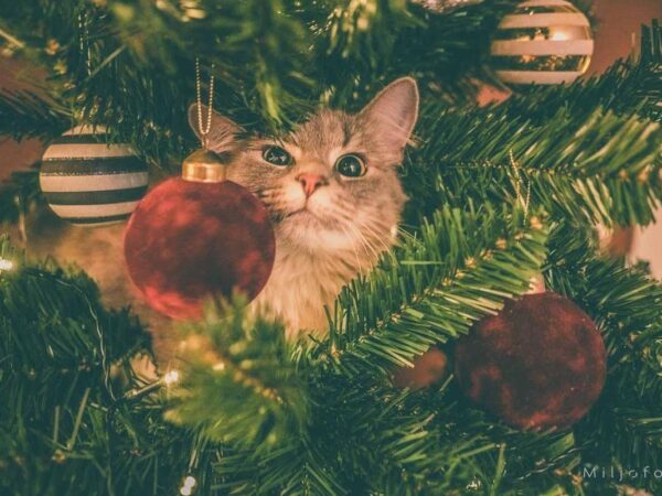God jul katt