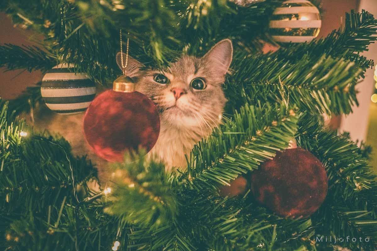 God jul katt God jul katt