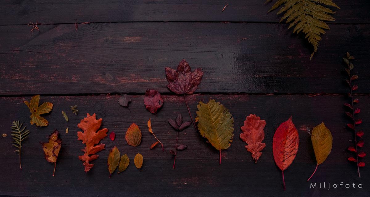 Høstblader Høstblader