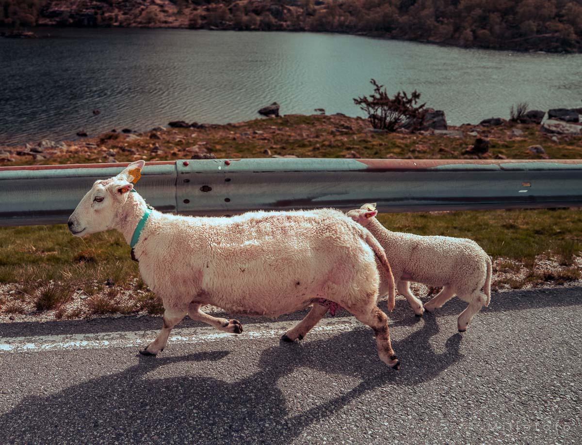 Sau langs veien Sau langs veien