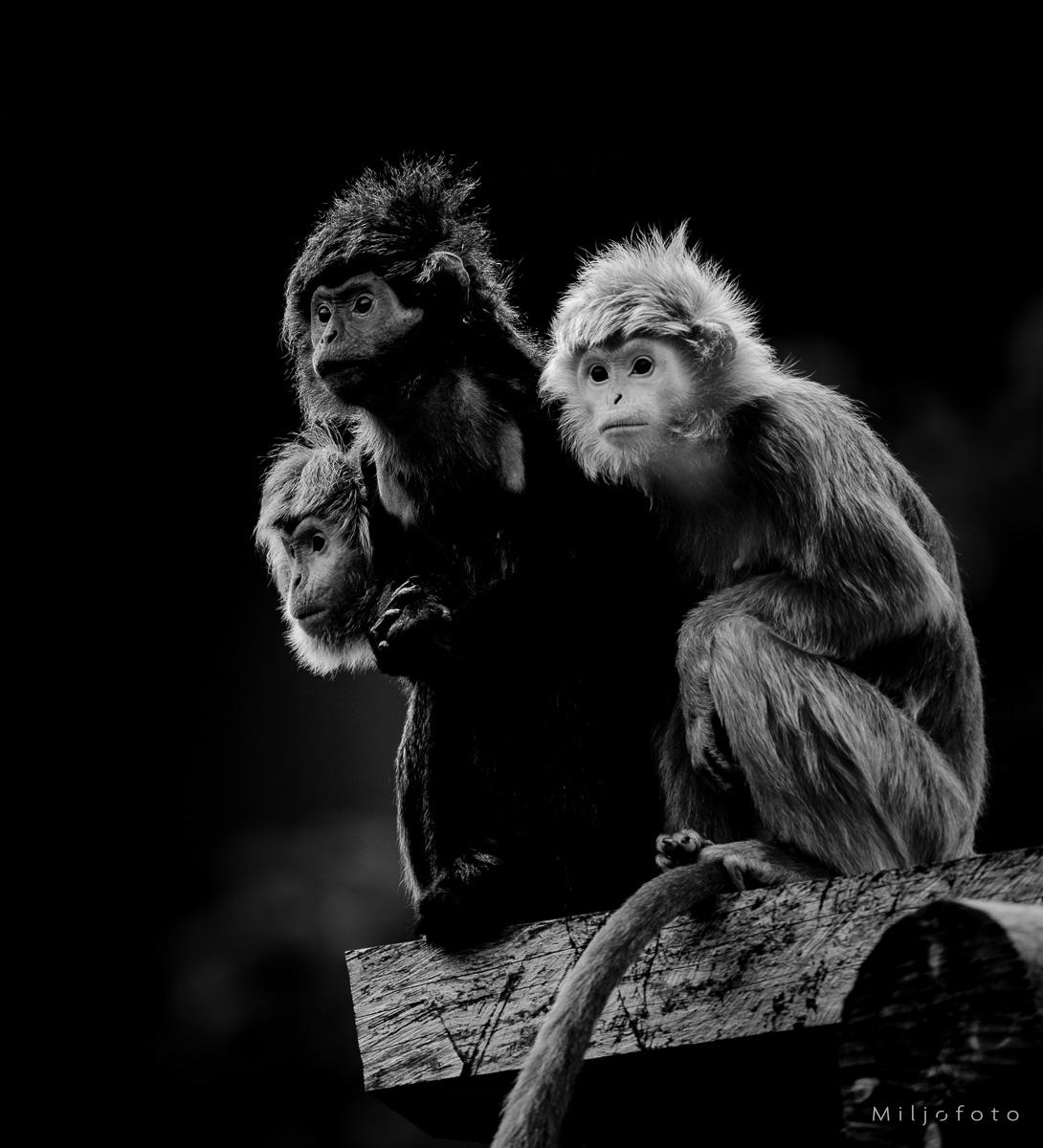 Javalangur aper Javalangur aper