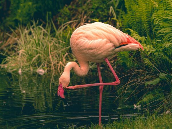 flamingo