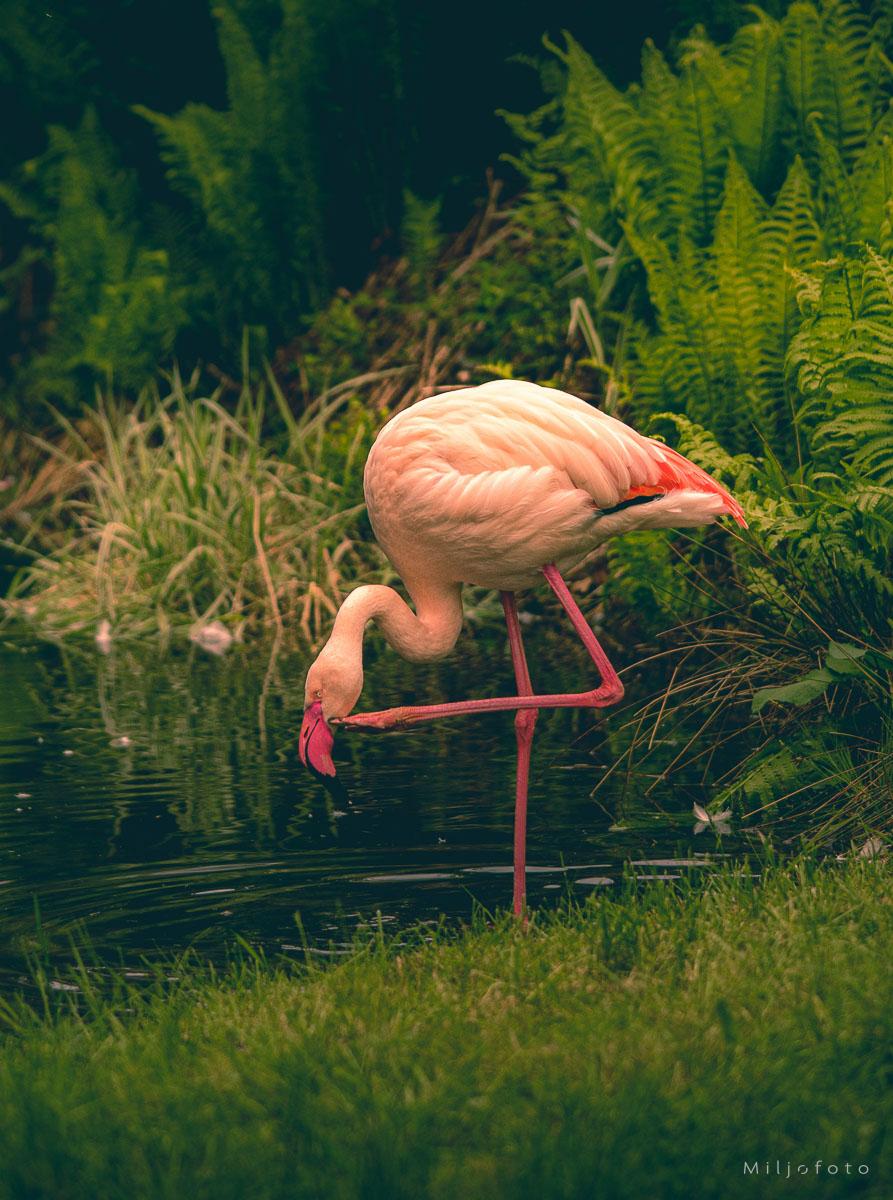 flamingo flamingo