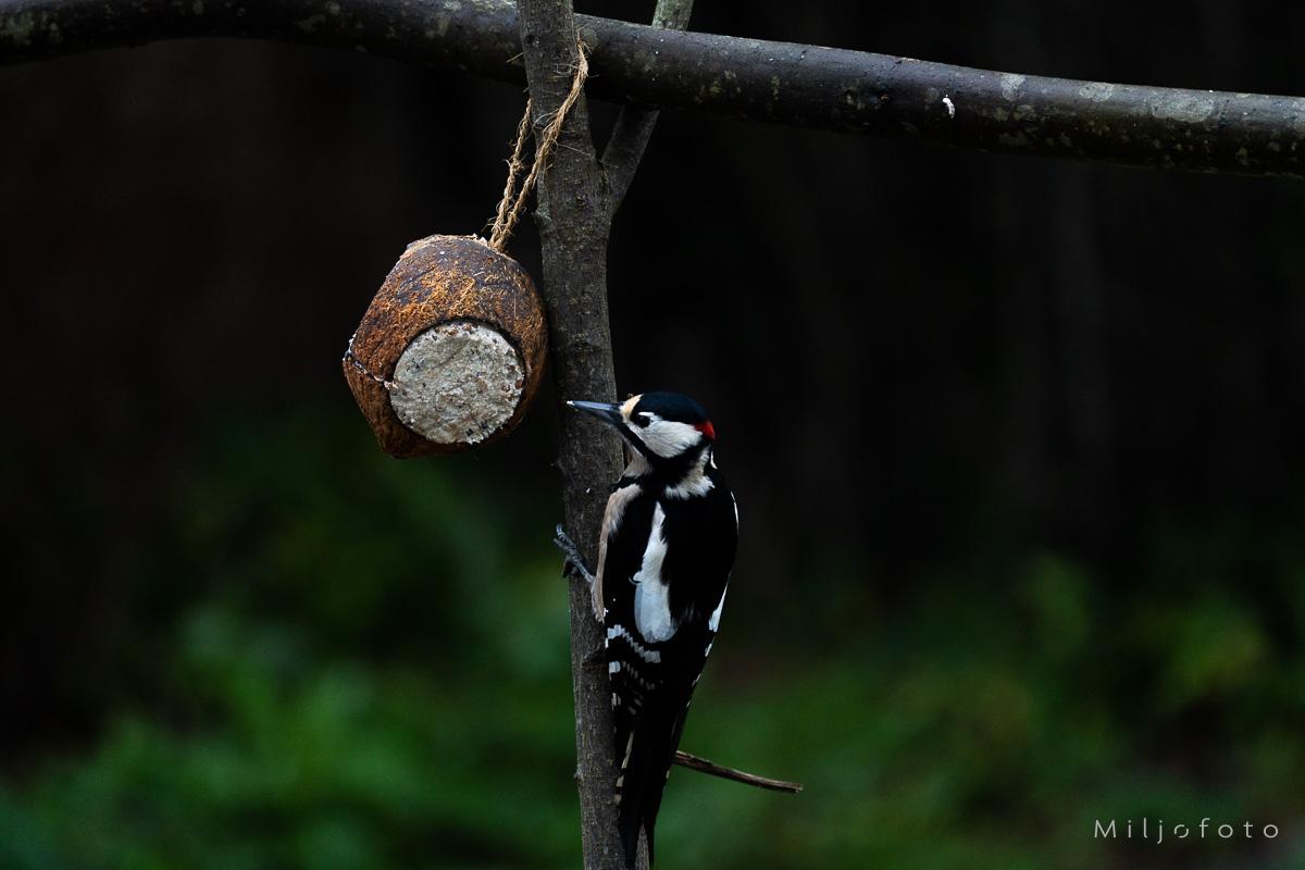 Flaggspett Flaggspett