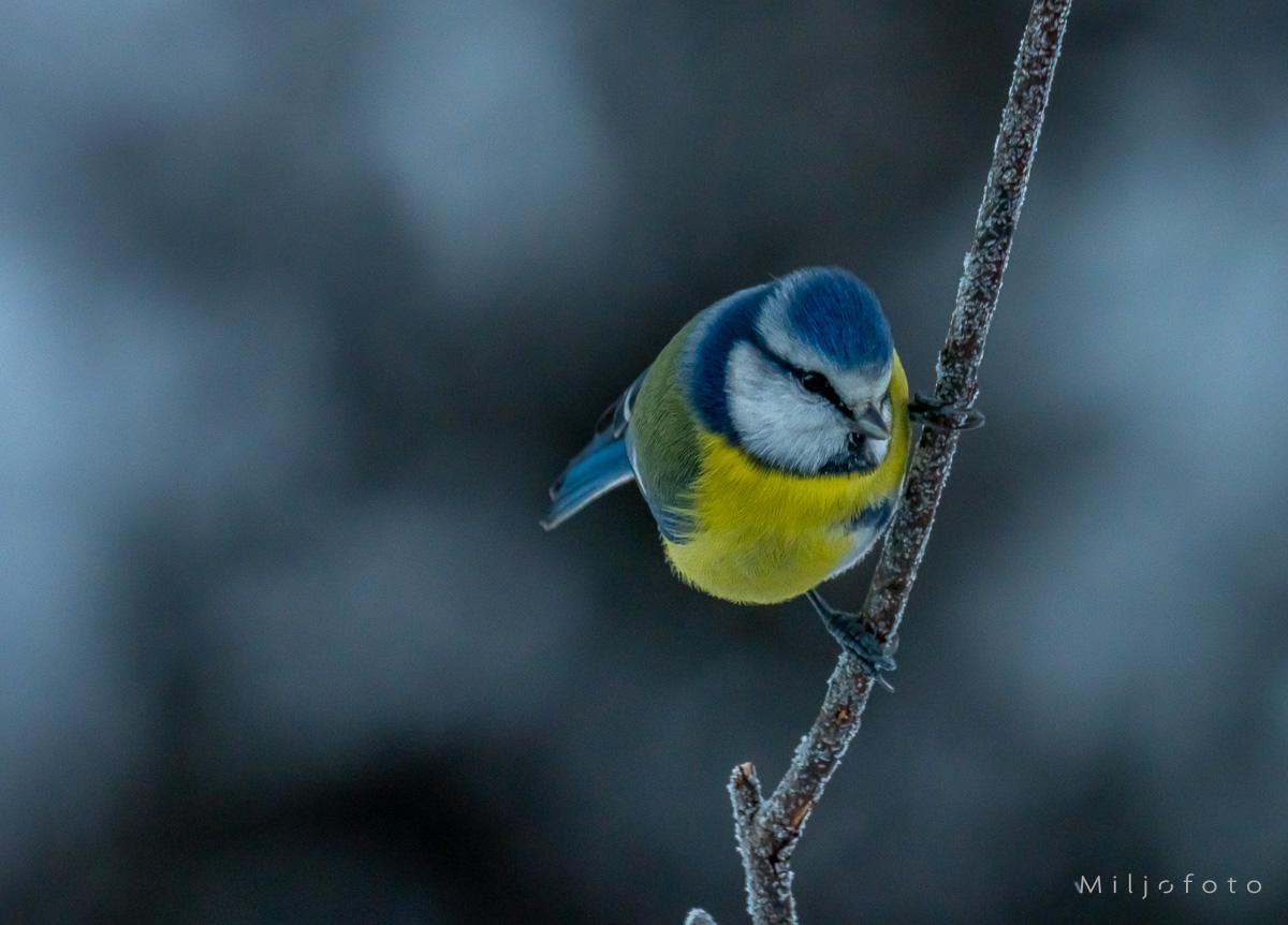 Blåmeis på pinne Blåmeis på pinne