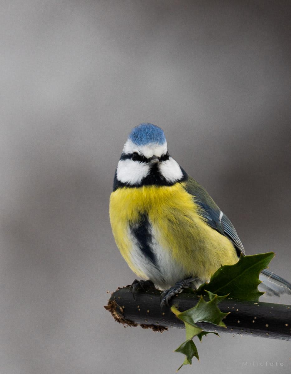 Blåmeis sitter på grein Blåmeis sitter på grein