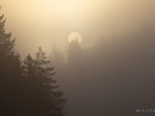 Måne i tåke skog