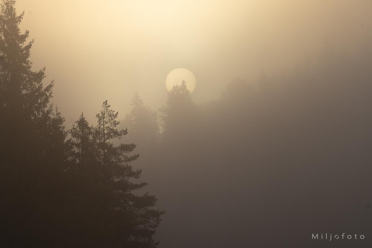 Måne i tåke skog