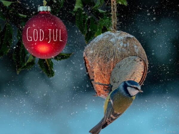 God jul i hagen, en fugl henger på en kokkosnøtt mater og vedsiden av henger en julekule, det snør og teksten god jul.