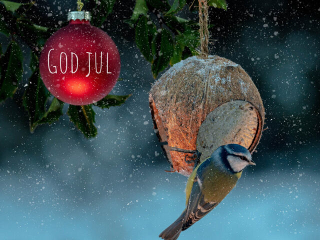 God jul i hagen, en fugl henger på en kokkosnøtt mater og vedsiden av henger en julekule, det snør og teksten god jul.