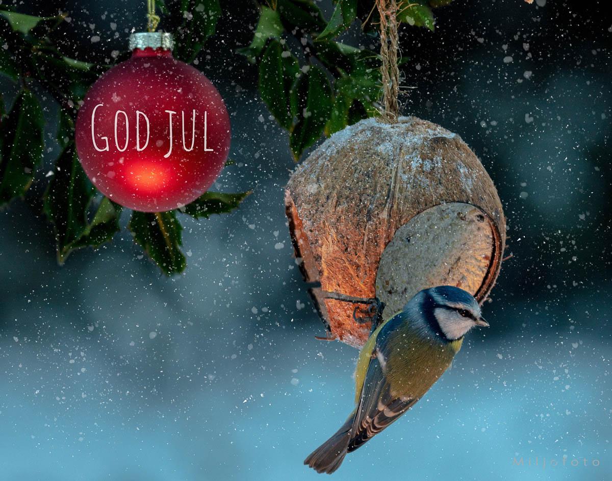 God jul i hagen God jul i hagen, en fugl henger på en kokkosnøtt mater og vedsiden av henger en julekule, det snør og teksten god jul.