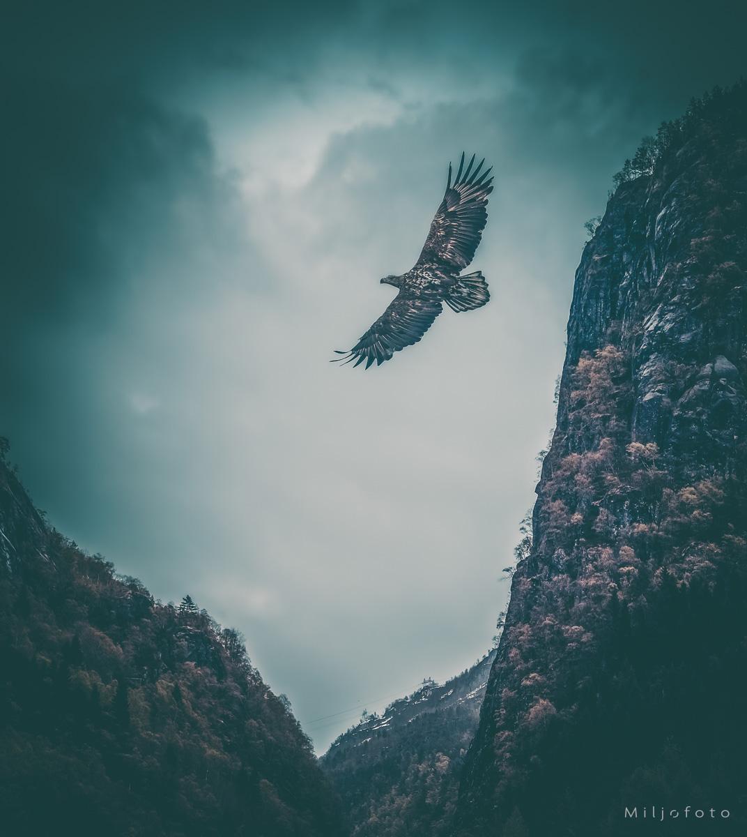 Svevende ørn Svevende ørn