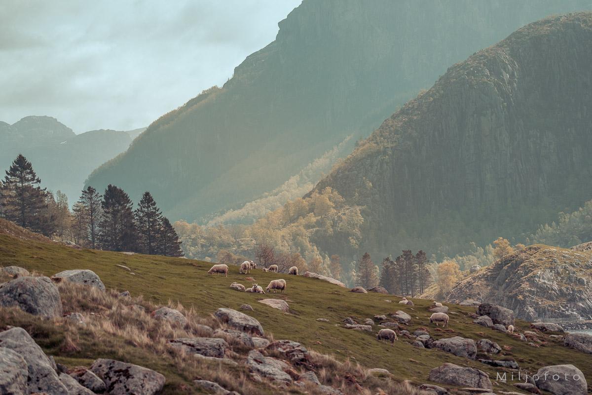 Jæren natur - Miljøfoto