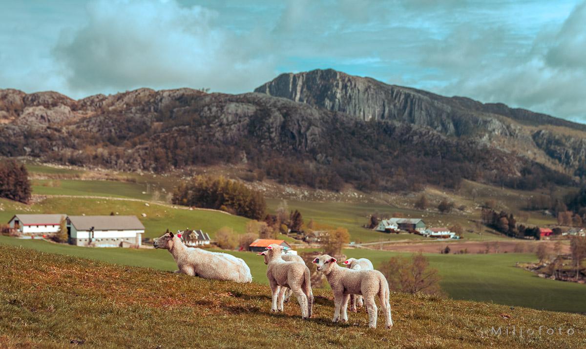 Jæren lam Jæren lam