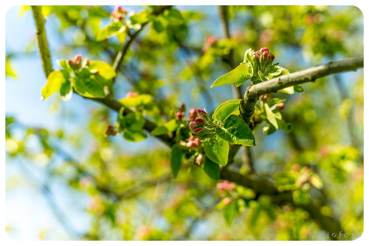 Vår i eplehagen Vår i eplehagen