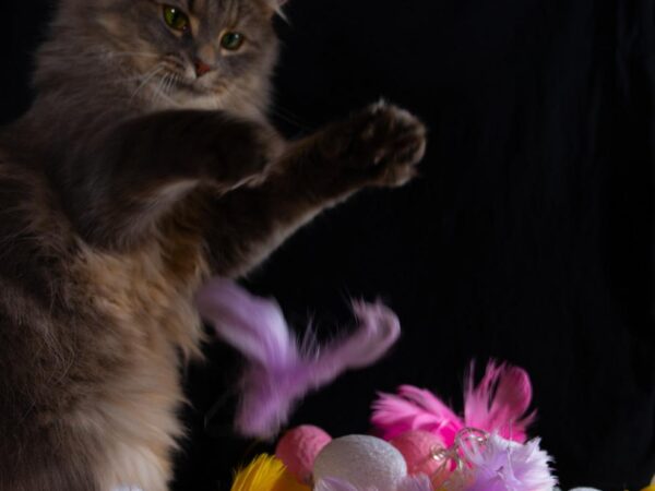 Påske katt - Påske