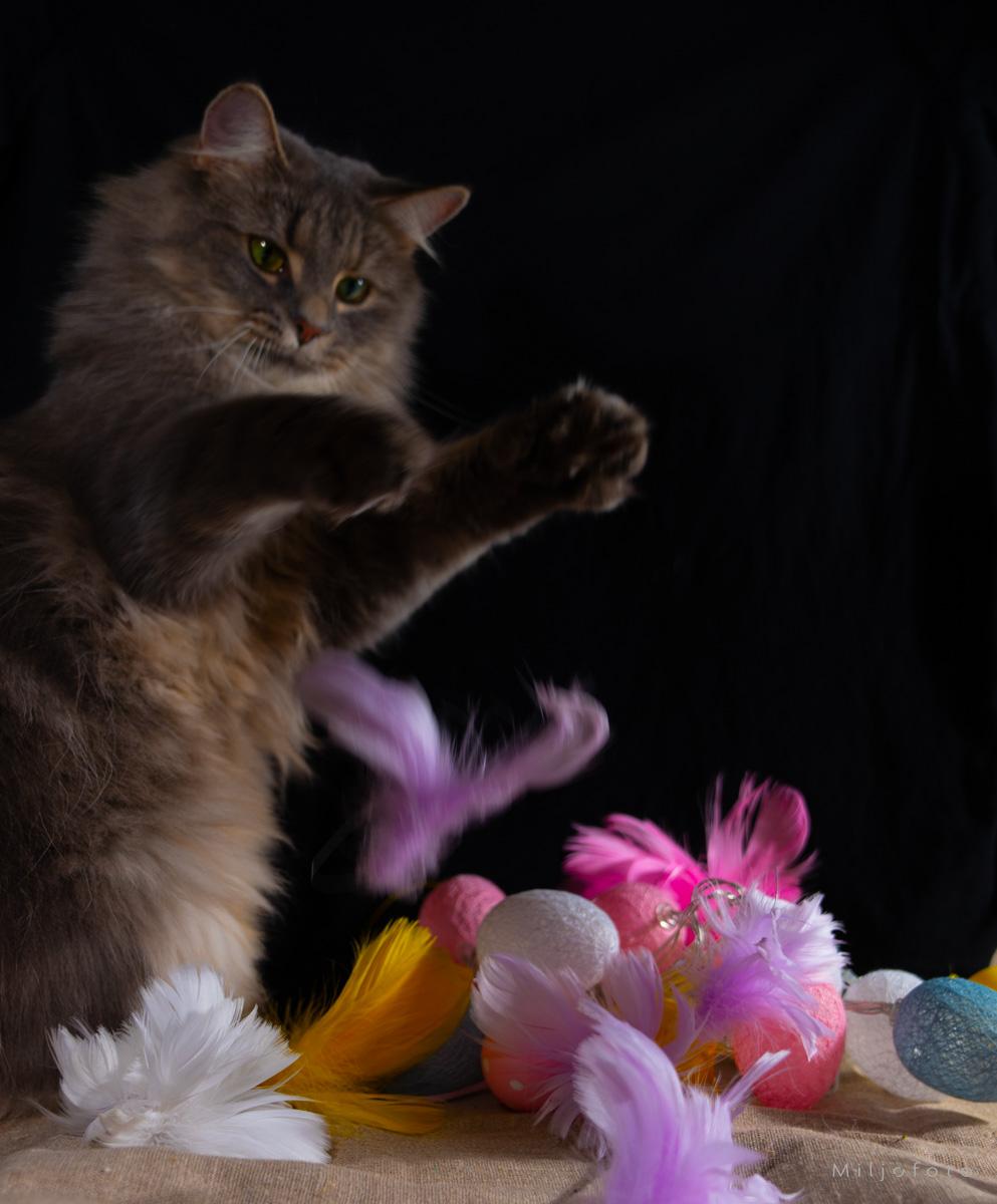 Påske katt - Påske Påske katt - Påske