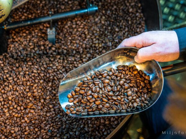 Kontroll av kaffebønner - Kaffe