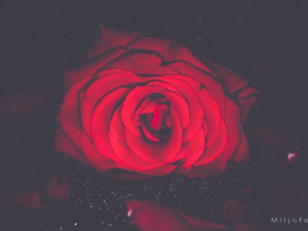 Rose - Blomster