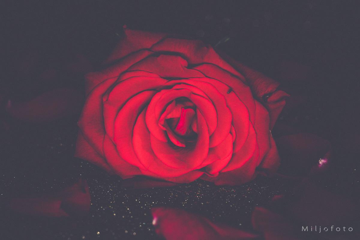 Rose - Blomster