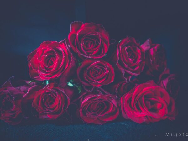 Bukett roser - Blomster