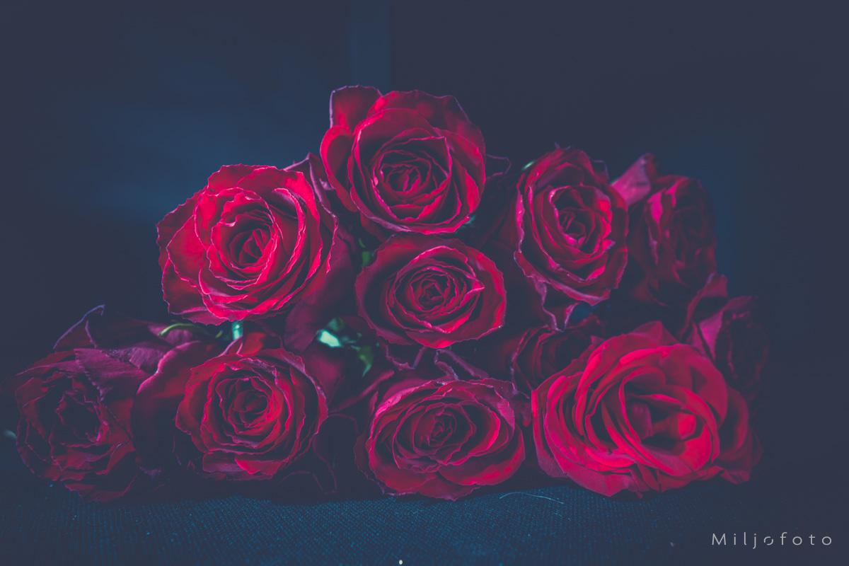 Bukett roser - Blomster