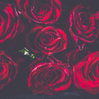 Nærbilde roser - Blomster