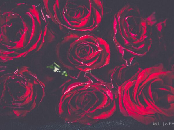 Nærbilde roser - Blomster