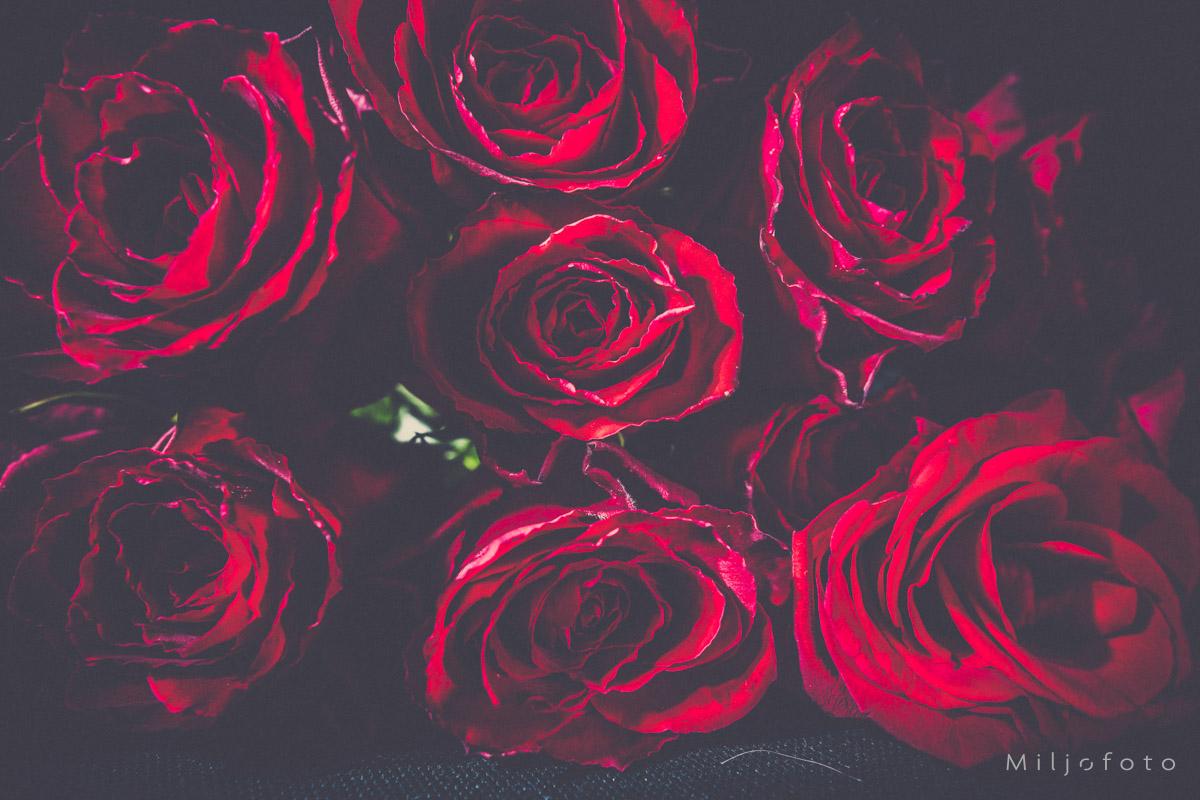 Nærbilde roser - Blomster Nærbilde roser - Blomster