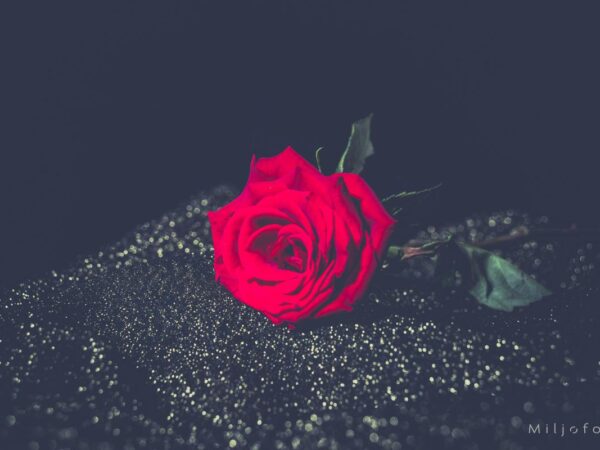 Rose og gull - Blomster