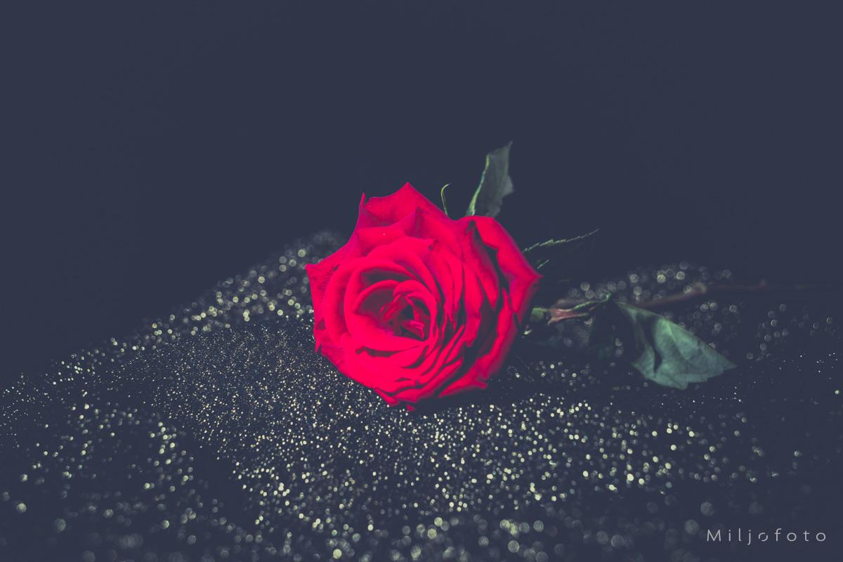Rose og gull - Blomster