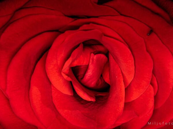 Rosen - Blomster