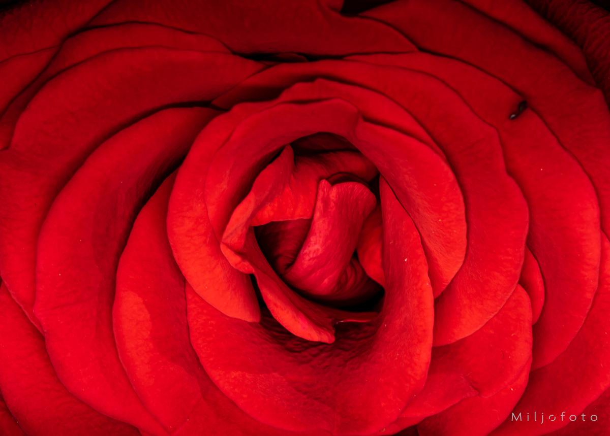 Rosen - Blomster Rosen - Blomster