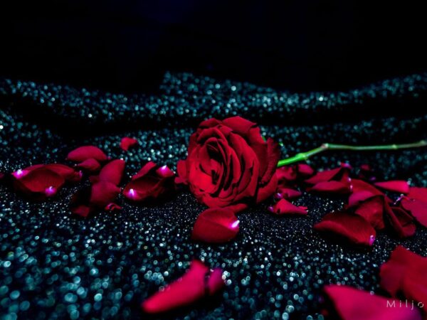 Rose med stilk - Blomster